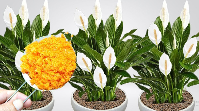 ODMAH JE PROCVJETALA! 1 kašičica za svaki kućni cvijet i bujno cvjetanje je zagarantovano! - featured image ODMAH JE PROCVJETALA! 1 kašičica za svaki kućni cvijet i bujno cvjetanje je zagarantovano! - featured image