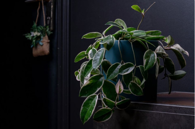 KAŽU DA DONOSE SVAĐE I RAZVOD: Ove 3 biljke izbacite iz kuće – divno mirišu, a po starom verovanju bude MRAČNO u ljudima - featured image KAŽU DA DONOSE SVAĐE I RAZVOD: Ove 3 biljke izbacite iz kuće – divno mirišu, a po starom verovanju bude MRAČNO u ljudima - featured image