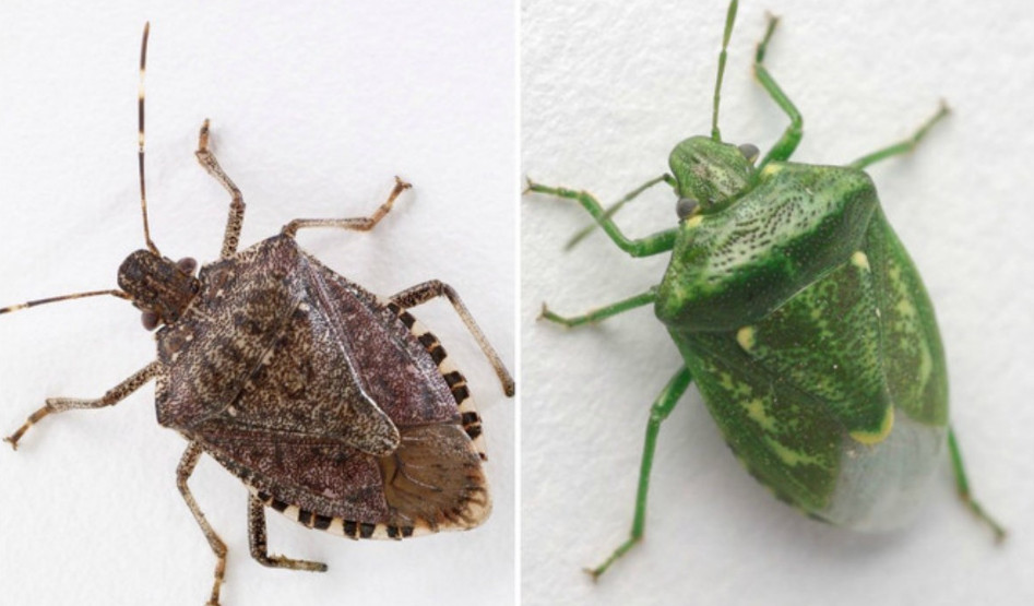 Smrdibube se plaše jedino 0ve biljke: Nabavite je i više neće ulaziti u kuću, bježaće kao lude - featured image