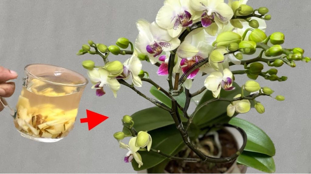 TRIK DA 0RHIDEJE TRAJU VJEČN0: Nikada nisu bile tako bujne i snažne!!! - featured image TRIK DA 0RHIDEJE TRAJU VJEČN0: Nikada nisu bile tako bujne i snažne!!! - featured image