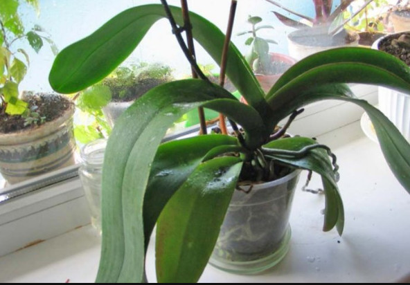 ORHIDEJE VAM NE CVJETAJU? Stavite samo 1 namirnicu u korijen i bujaće tokom cijele godine - featured image