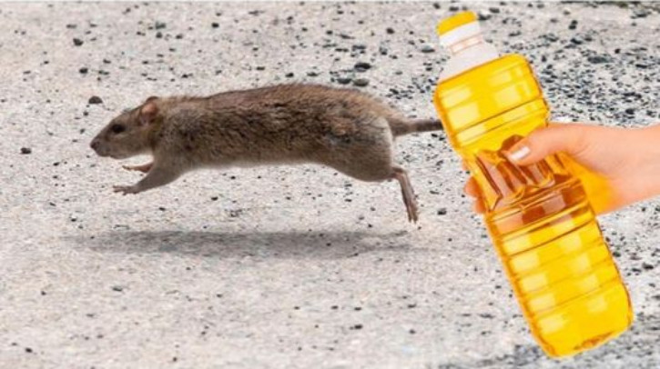 Nekoliko kapi ovog proizvoda će vam pomoći da TRAJNO otjerate miševe iz kuće: Slijedite OVU proceduru! - featured image Nekoliko kapi ovog proizvoda će vam pomoći da TRAJNO otjerate miševe iz kuće: Slijedite OVU proceduru! - featured image